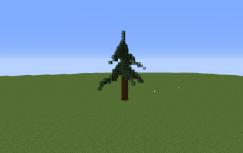 Spruce Tree 1