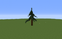 Spruce Tree 1
