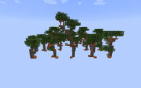 Acacia Tree (10 Variations)
