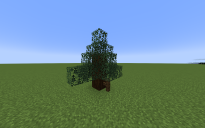 Custom Spruce Tree Baby