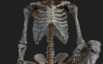 Skeleton