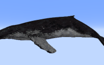 Humpback Whale