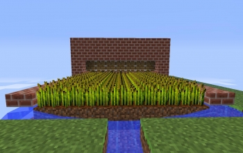 Wheat farm