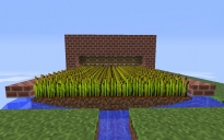 Wheat farm